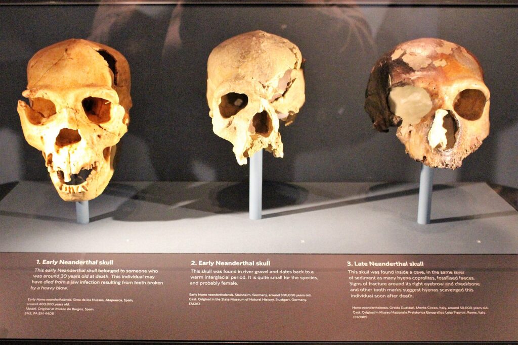 Three Neanderthal skulls in a row in a museum display. The leftmost skull is the most intact while the middle and rightmost skull are deteriorated.