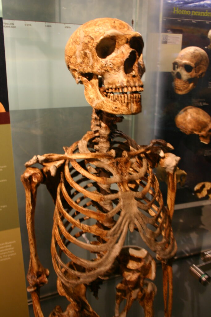 Skeleton of a Neanderthal shown from the ribcage up in a glass case with two Neanderthal skulls in the background off to the right. 